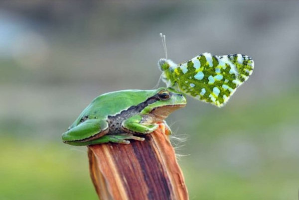 butterfly_frog