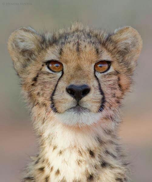 cheetah cub links