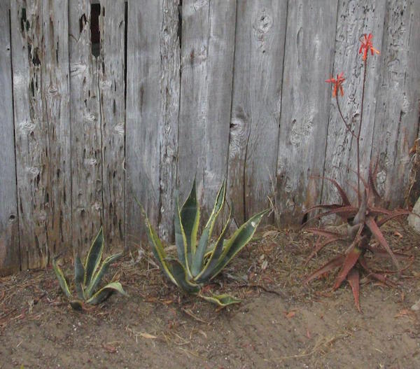 drought-stricken_flower_garden