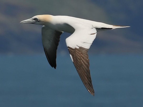 gannet