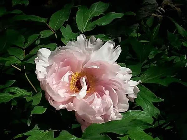 peony