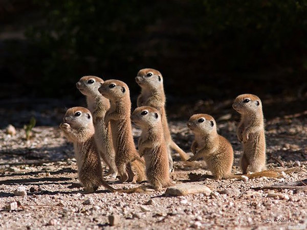 prairie_dogs