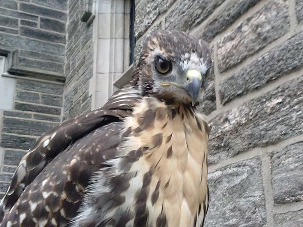 red_tailed_hawk