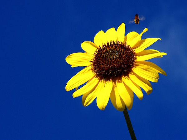 sunflower bee 2