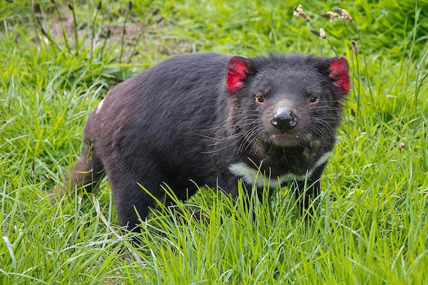 tasmanian_devil