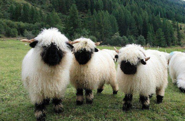 valais_sheep