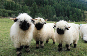 valais_sheep_300
