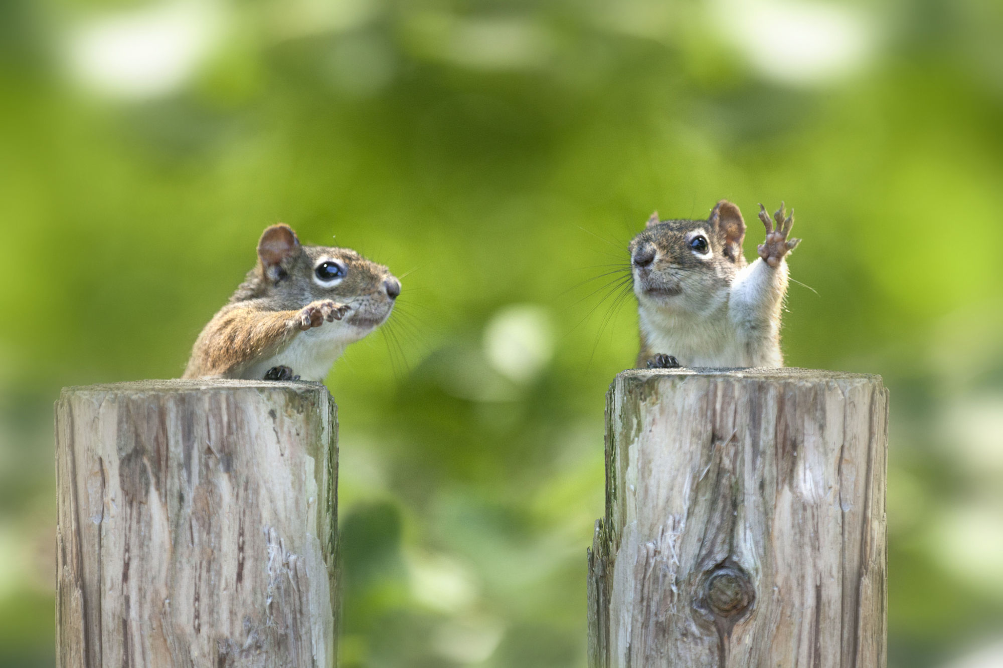 waving squirrels links