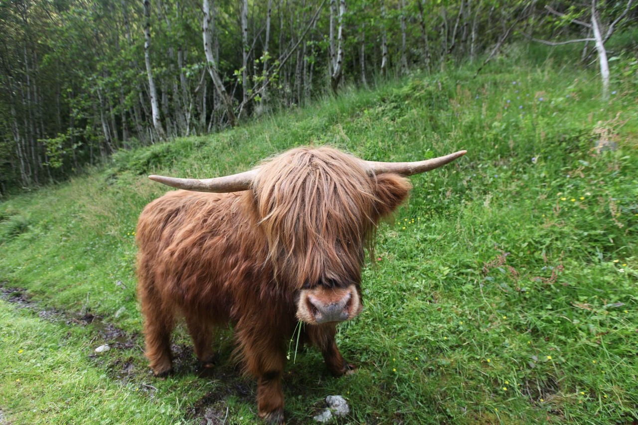 yak like iceland critter links