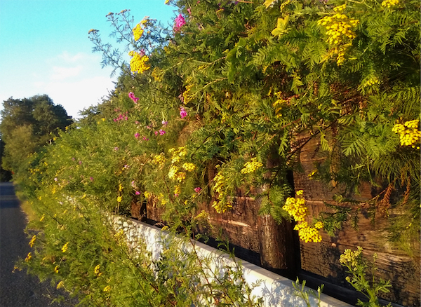 wall-o-weeds