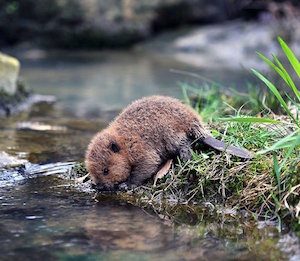baby_beaver_300
