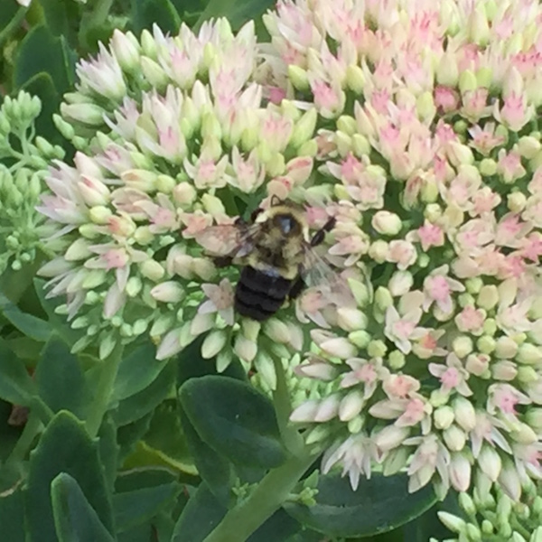 bee_sedum