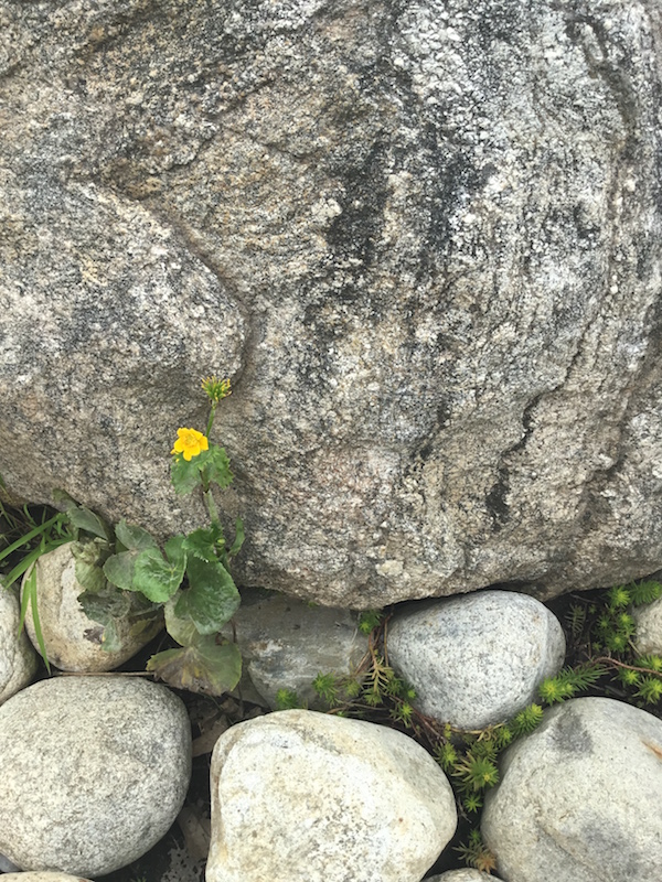 flower_and_rock