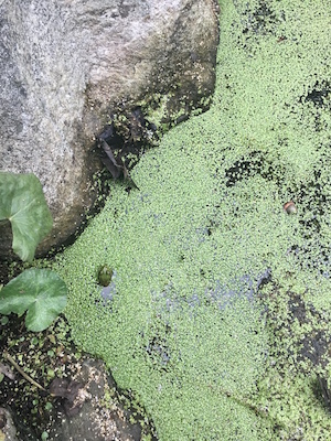 frog_300