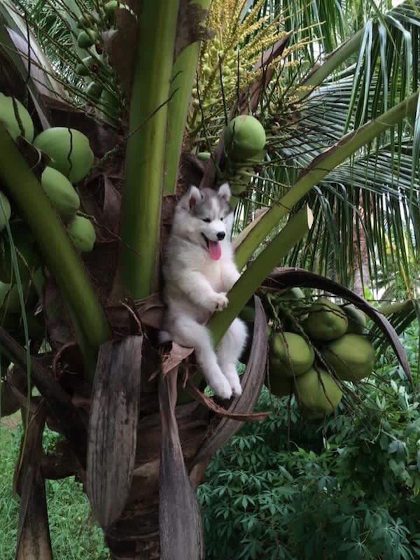 happy_dog