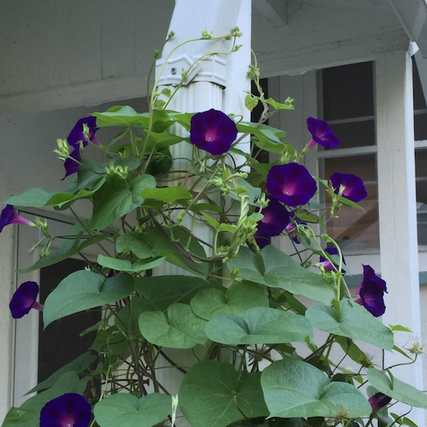 morning_glories