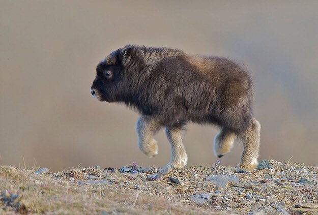 musk_ox