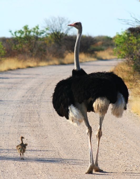 ostrich