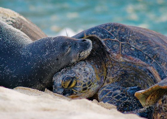 seal-turtle-love-links