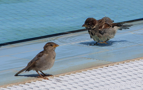 sparrows