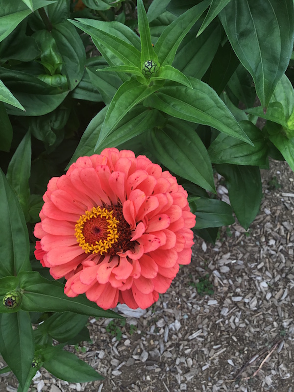 zinnia