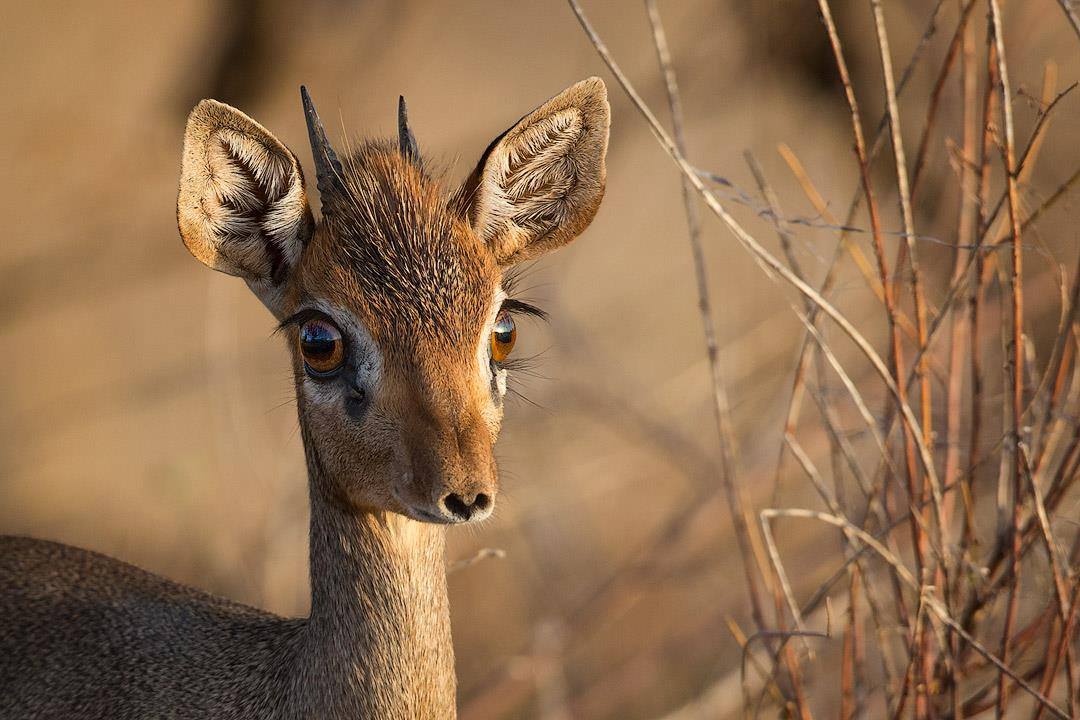 dik-dik-kenya-links