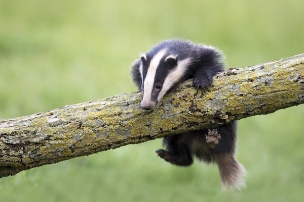 badger