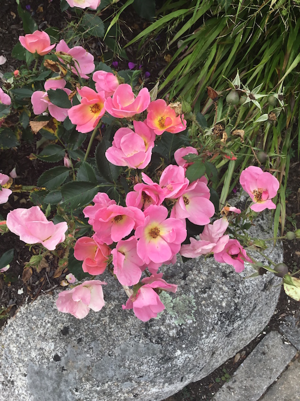 beach_rose_2