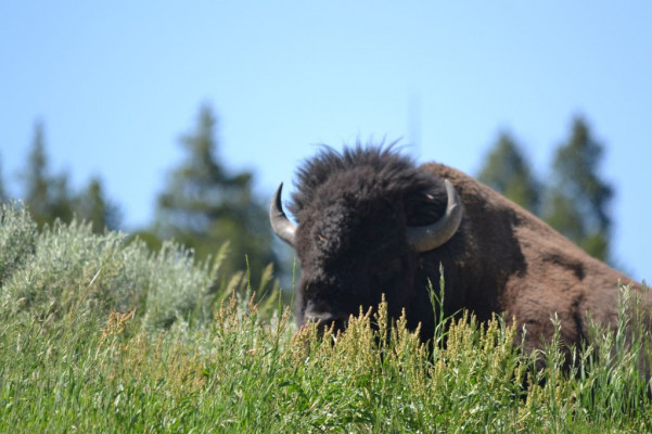 bison