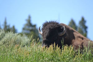 bison_300