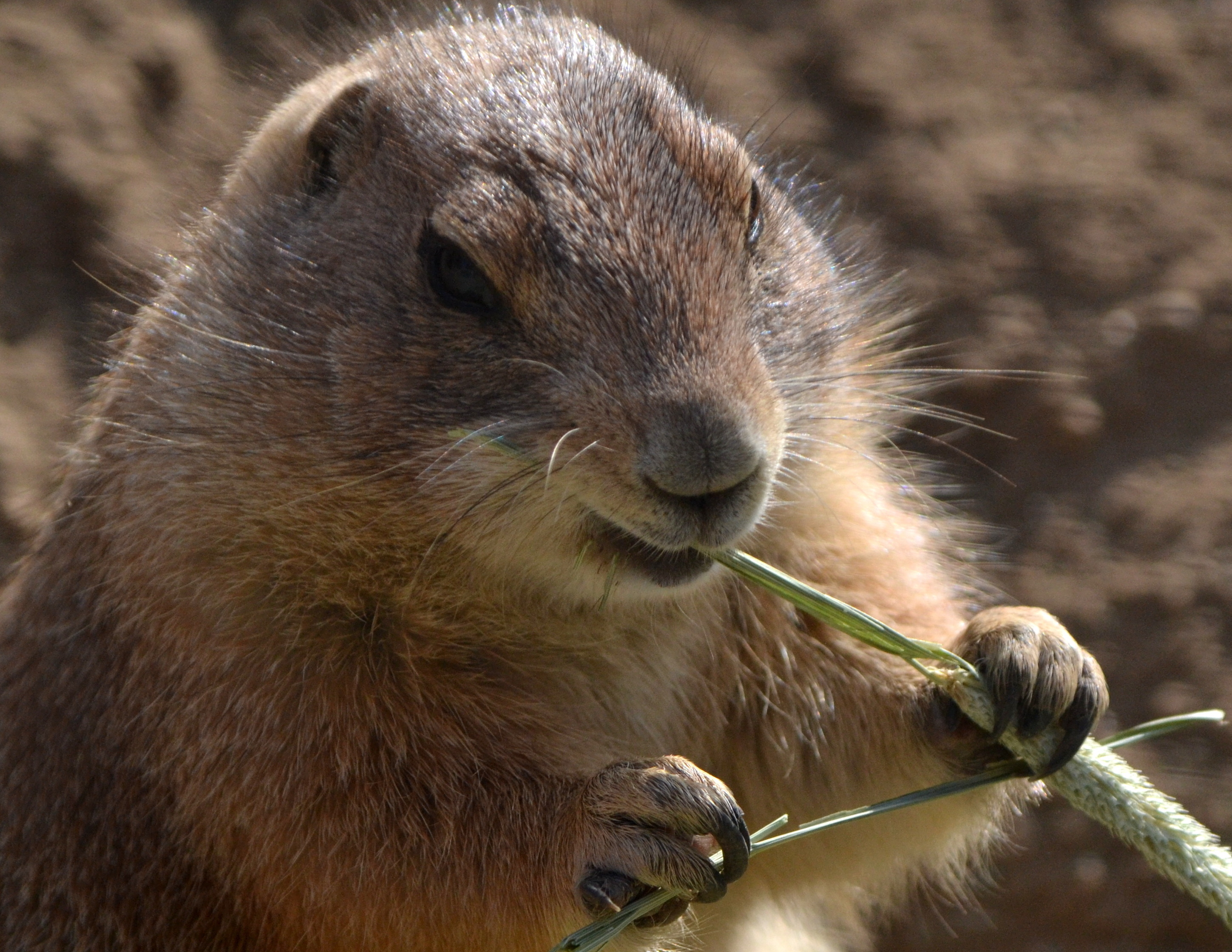 black-tailed-prairie-dog-links