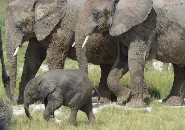 elephants