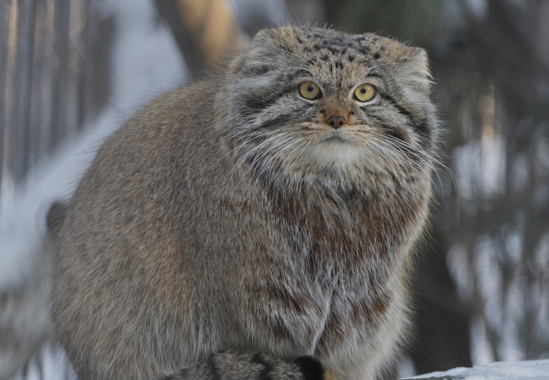 pallas-cats-links