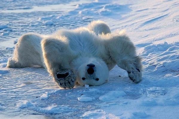 polar_bear