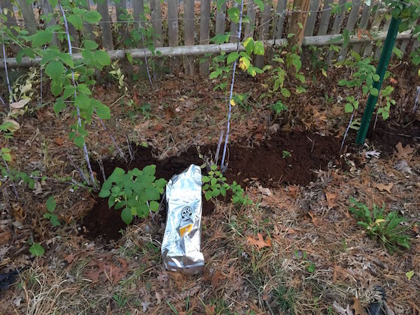 raspberries-coffee-mulch