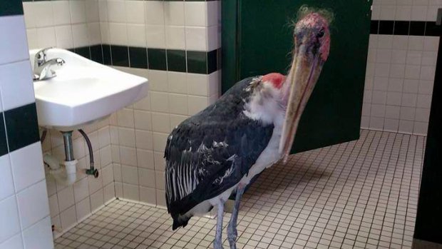 stork-in-bathroom