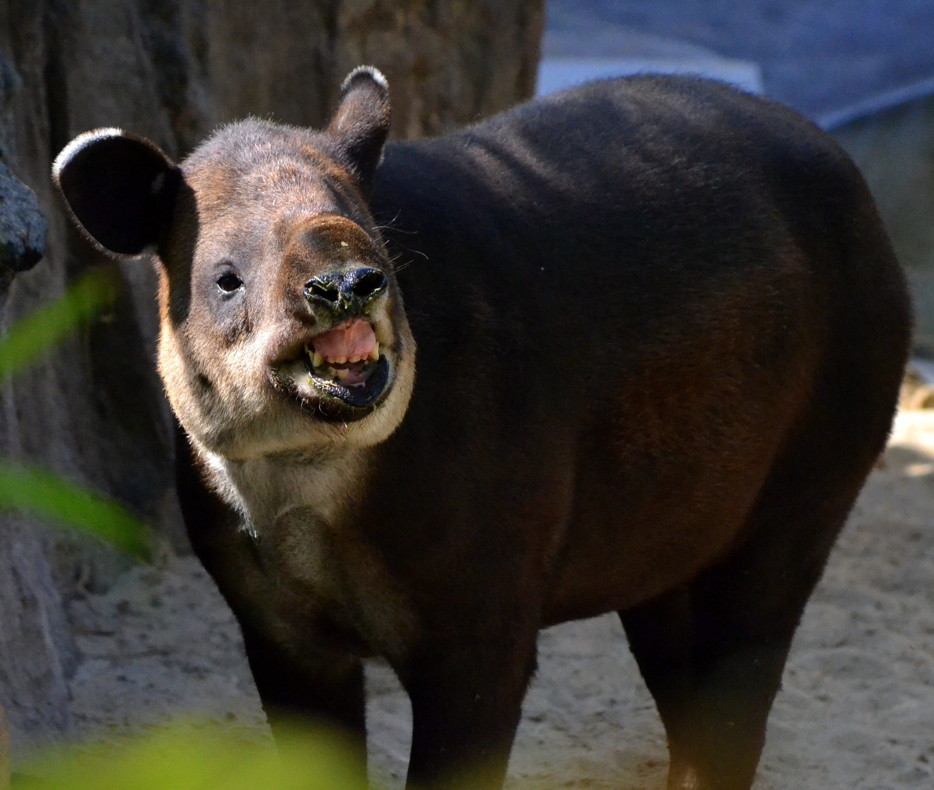 tapir-links