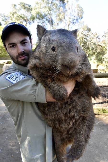 wombat