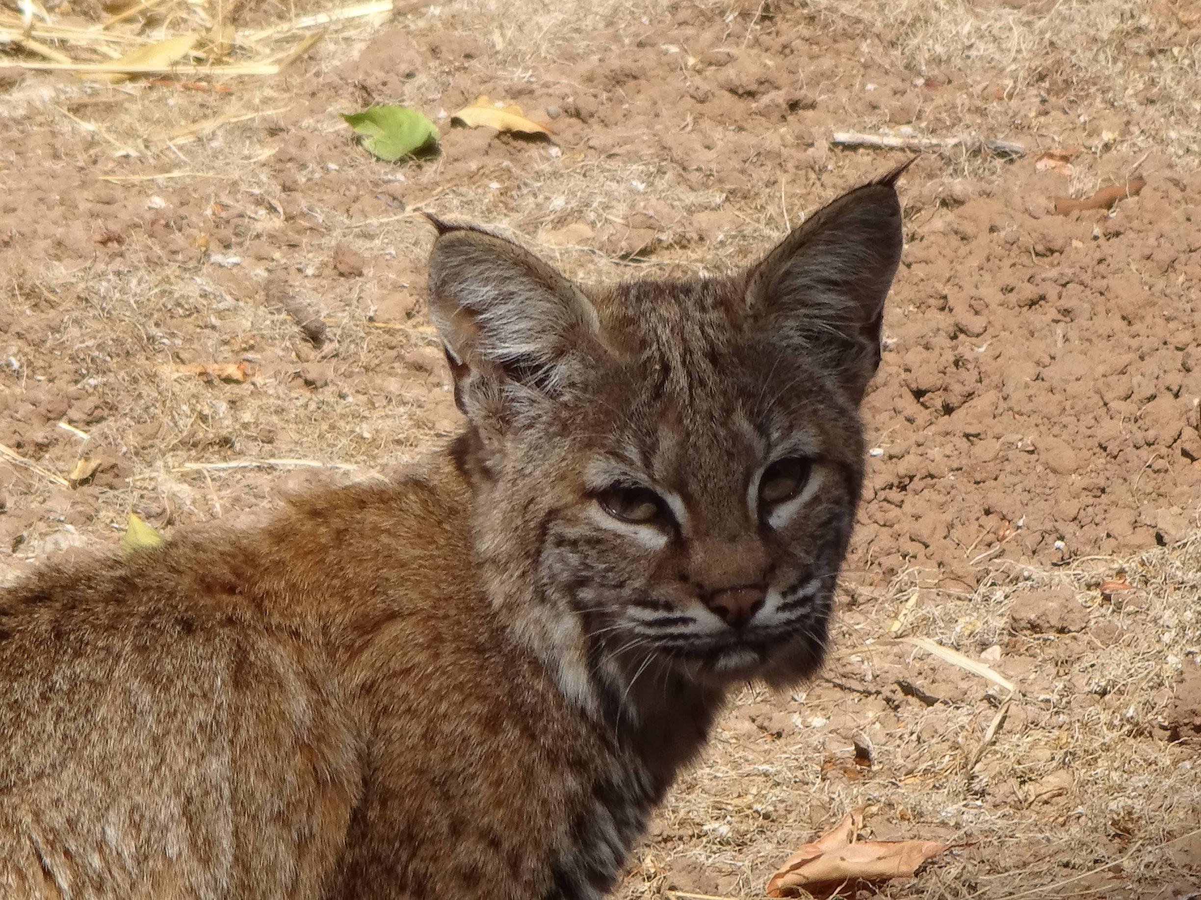 young_bobcat links