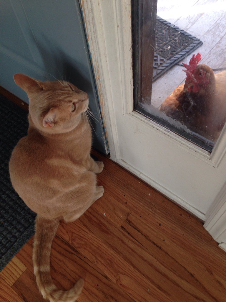 cat-chicken-staredown-links