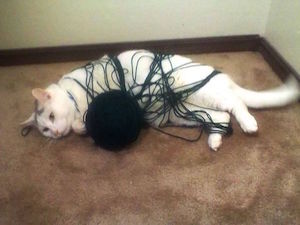 cat_300
