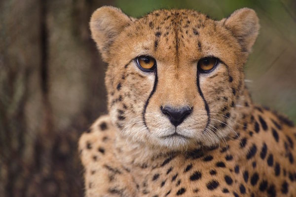 cheetah