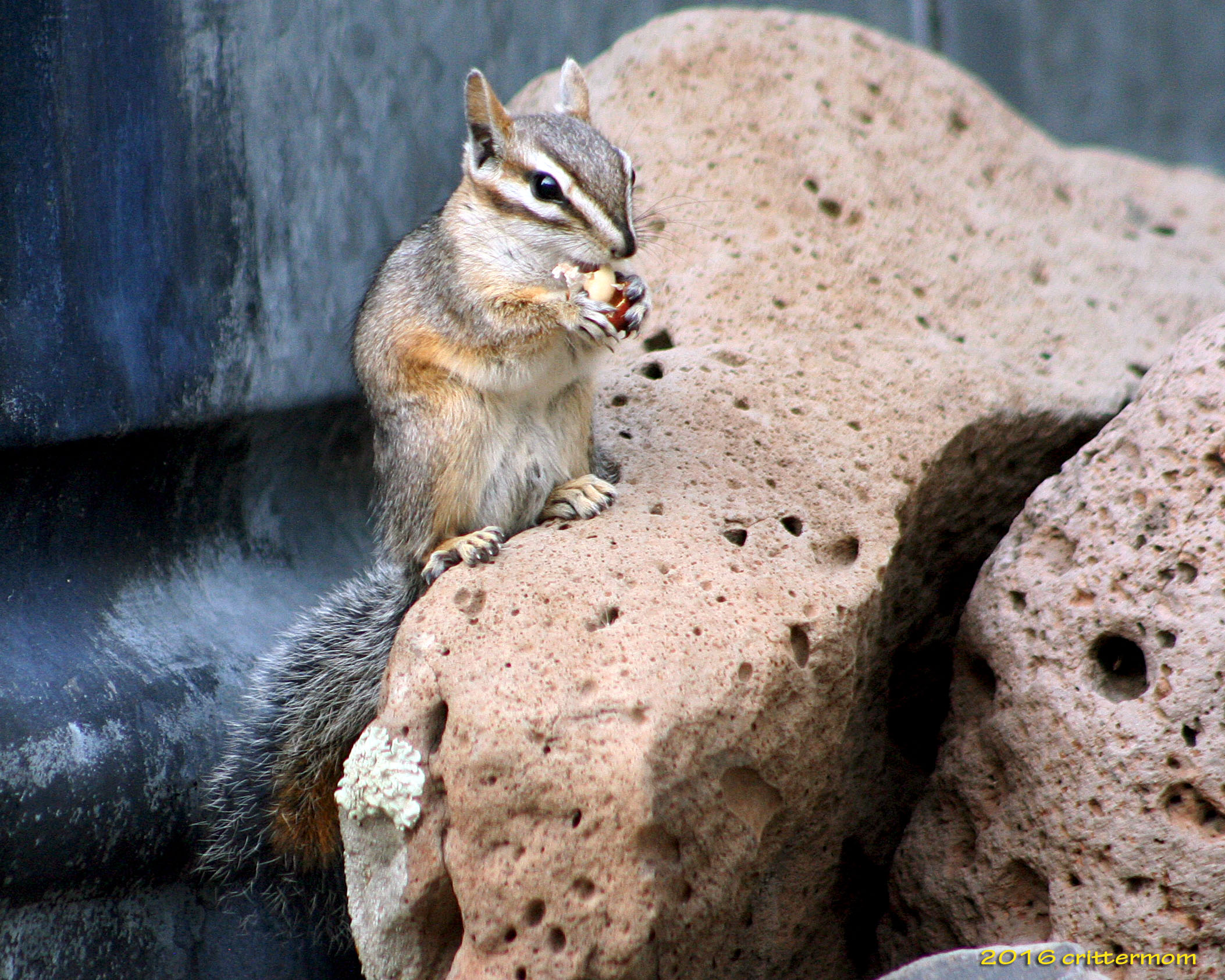 crittermom-chipmunk-links