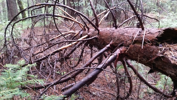 fallen_tree