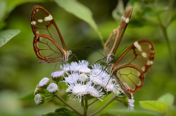 glasswings