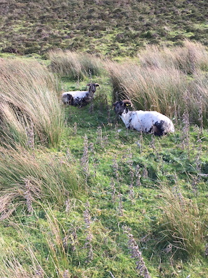 goats_300