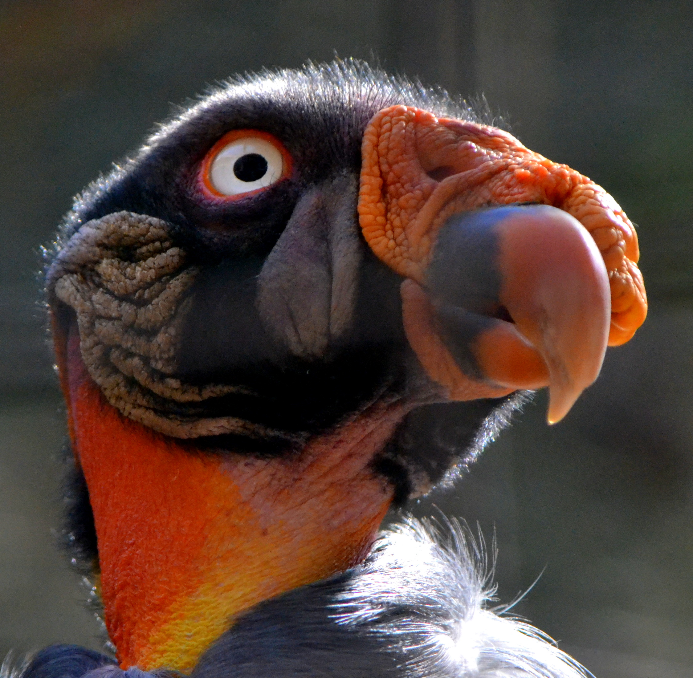 king-vulture-links