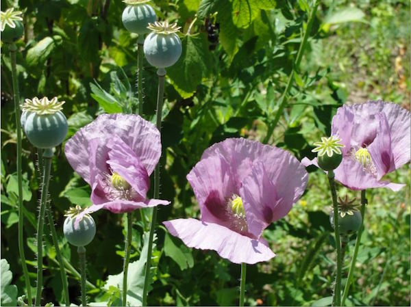 poppies