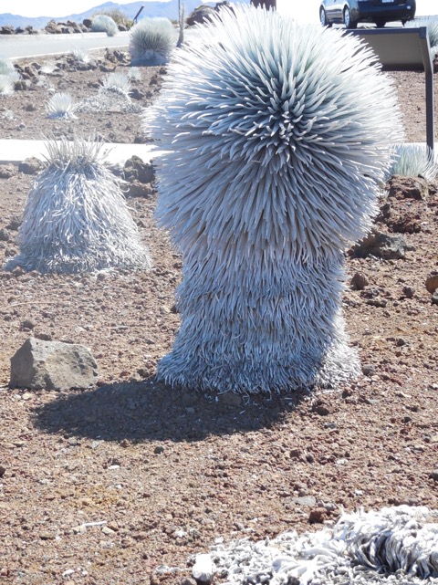 silversword