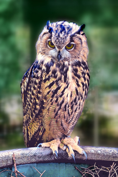 sowa_bird_pharaoh_eagle_owl